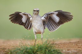 Northern Mockingbird - Photograph by Larry Ditto